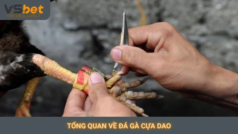 Đá gà cựa dao Philippines Vsbet: Trận đấu tốc độ cao 2 Tổng quan về đá gà cựa dao