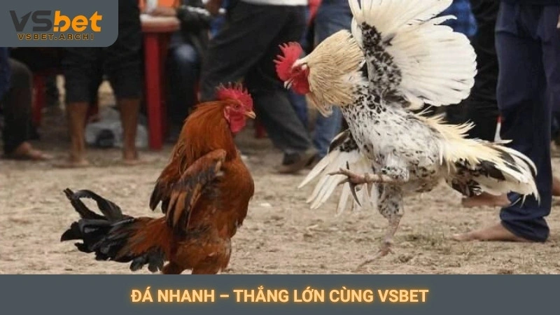 Đá gà cựa dao Philippines Vsbet: Trận đấu tốc độ cao 3 Đá nhanh – Thắng lớn cùng Vsbet