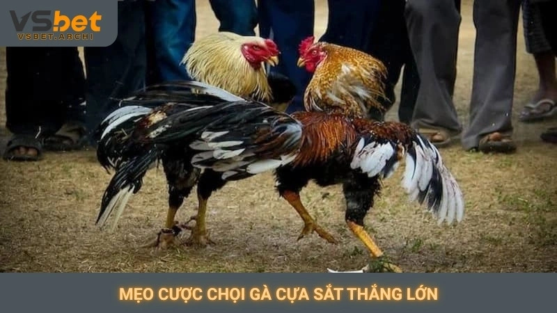 Đá gà cựa sắt Vsbet: Những đòn đánh nảy lửa, hấp dẫn 3 Mẹo cược chọi gà cựa sắt thắng lớn