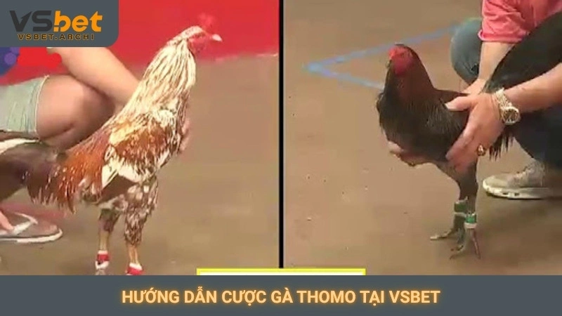 Đá gà Thomo trực tiếp Vsbet: Các trận cầu kinh điển 4 Hướng dẫn cược gà Thomo tại Vsbet