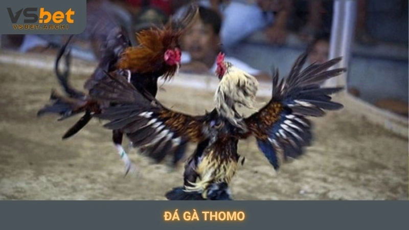 Đá gà Thomo Vsbet