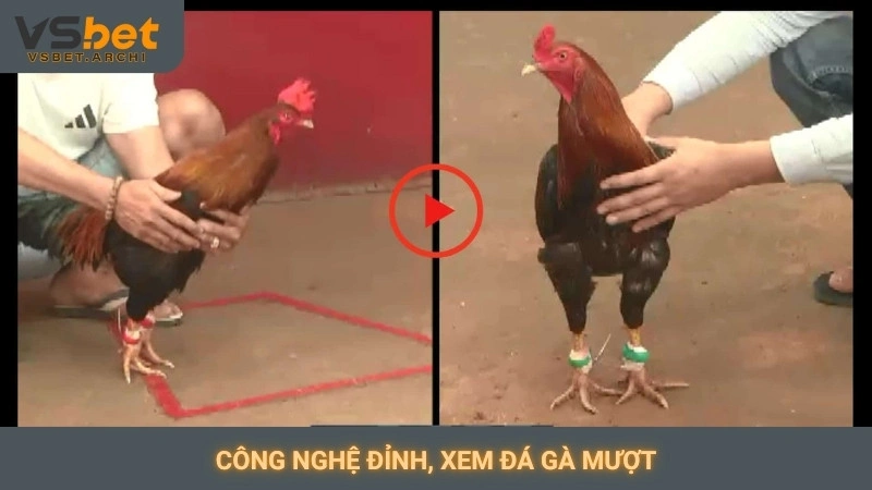 Đá gà C1 trực tiếp Vsbet: Video sắc nét, không giật lag 3 Công nghệ đỉnh, xem đá gà mượt