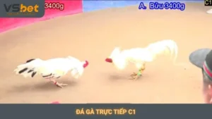 Đá gà C1 trực tiếp Vsbet